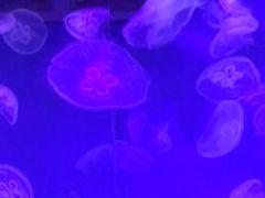 -大连圣亚海洋世界