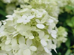 -桂林市花鸟市场