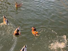 -朝阳公园