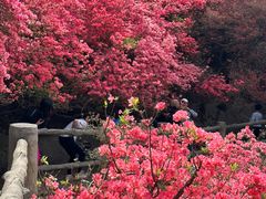 -木兰云雾山