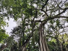-独树成林