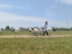 -盐城丹顶鹤湿地生态旅游区