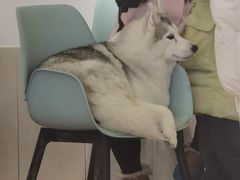 -Let's go狗咖·猫咖·奶狗·桌游(春熙路IFS店)