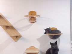 -Catmate·猫肥家润(金润铂宫店)