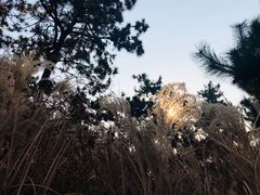 -东海森林温泉度假酒店