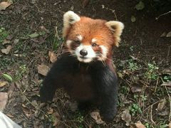 -成都大熊猫繁育研究基地