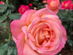 -人民公园(罗湖区)