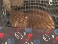 -佑安动物医院·全科·内窥镜中心(幸福巷店)