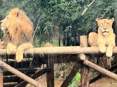 -泉州海丝野生动物世界