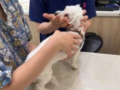 -佩兹宠物医院肿瘤专科·眼科·牙科(黄浦店)