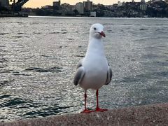 -悉尼歌剧院