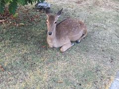 -清迈夜间动物园