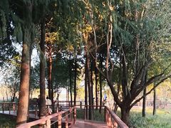 -贡湖湾湿地公园