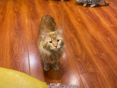 -猫小院猫主题咖啡厅(北锣店)