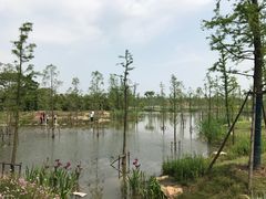 -上海长兴岛郊野公园