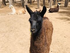 -鄂尔多斯野生动物园