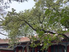 -龙口南山旅游景区