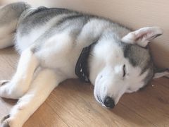 -Husky Go! 哈士奇体验馆·宠物咖啡厅狗咖