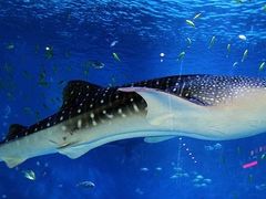 -烟台海昌鲸鲨海洋公园