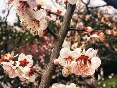 -梅花山(明孝陵内)