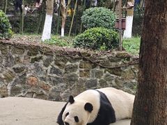 -都江堰中华大熊猫苑