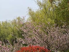 -昆山城市生态森林公园