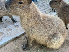 -西霞口神雕山野生动物世界