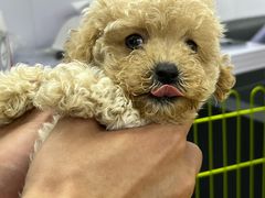 -中环花鸟鱼虫市场