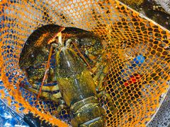 澳洲大龙虾-79号渔船海鲜饭店(华强北店)