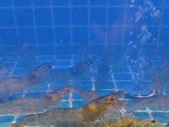 -透明思烤·自助烤肉海鲜火锅(东部星悦天地店)