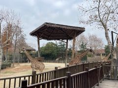 -上海野生动物园