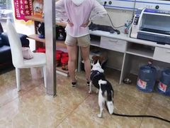 -A猫a狗全科·犬猫异宠·芥西宠物医院(南开总院)