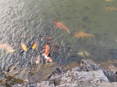 -珠海圆明新园