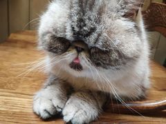 -猫色咖啡·猫咖