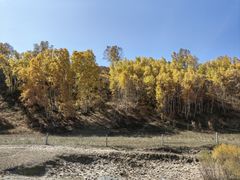 -乌兰布统景区-白桦林