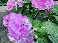 -金科花卉市场