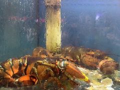 -海帮主·蒸汽海鲜青岛菜(栈桥火车站店)