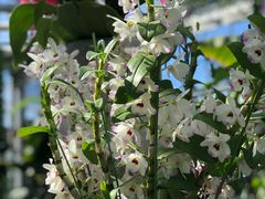 -国家植物园南园