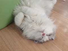 -MOYOYO猫咪咖啡店