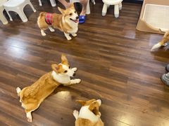 -柯斗斗主题餐厅·狗咖·围炉煮茶·茶饮(国瑞升平里店)