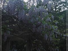 -北京大学燕东园