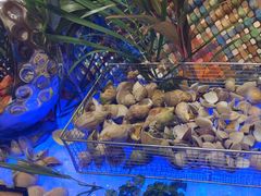 -亚龙湾希尔顿自助餐厅·海鲜·烧烤·沙滩BBQ·现场乐队