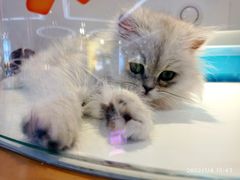 -龟与熊猫宠物公园(南坪店)