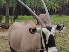 -大连森林动物园