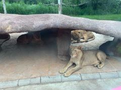 -北京野生动物园