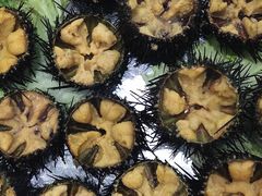 活海胆-旺角小渔村(幸福中路店)