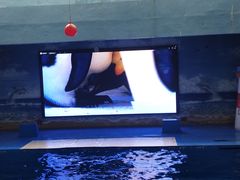 -锦艺城海洋馆