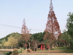 -九科绿洲
