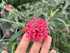 -上海辰山植物园