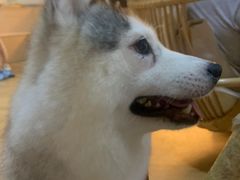 -Husky Go! 哈士奇体验馆·宠物咖啡厅狗咖